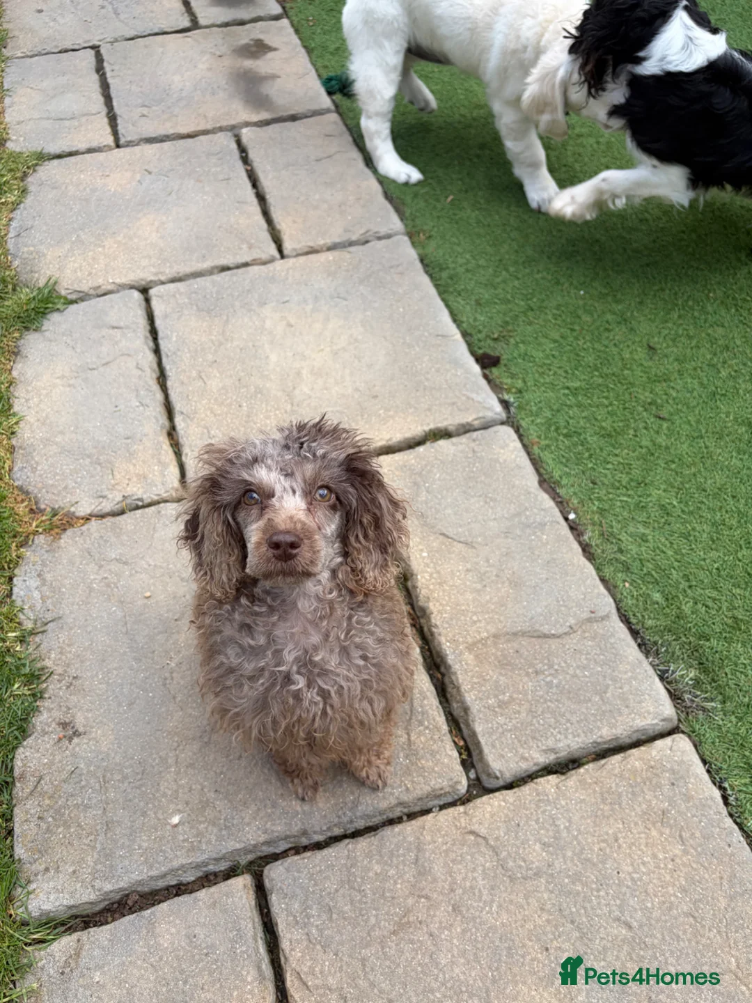 Cavapoo dogs for sale: Beautiful Cavapoo Girl in Redditch - Advert 4