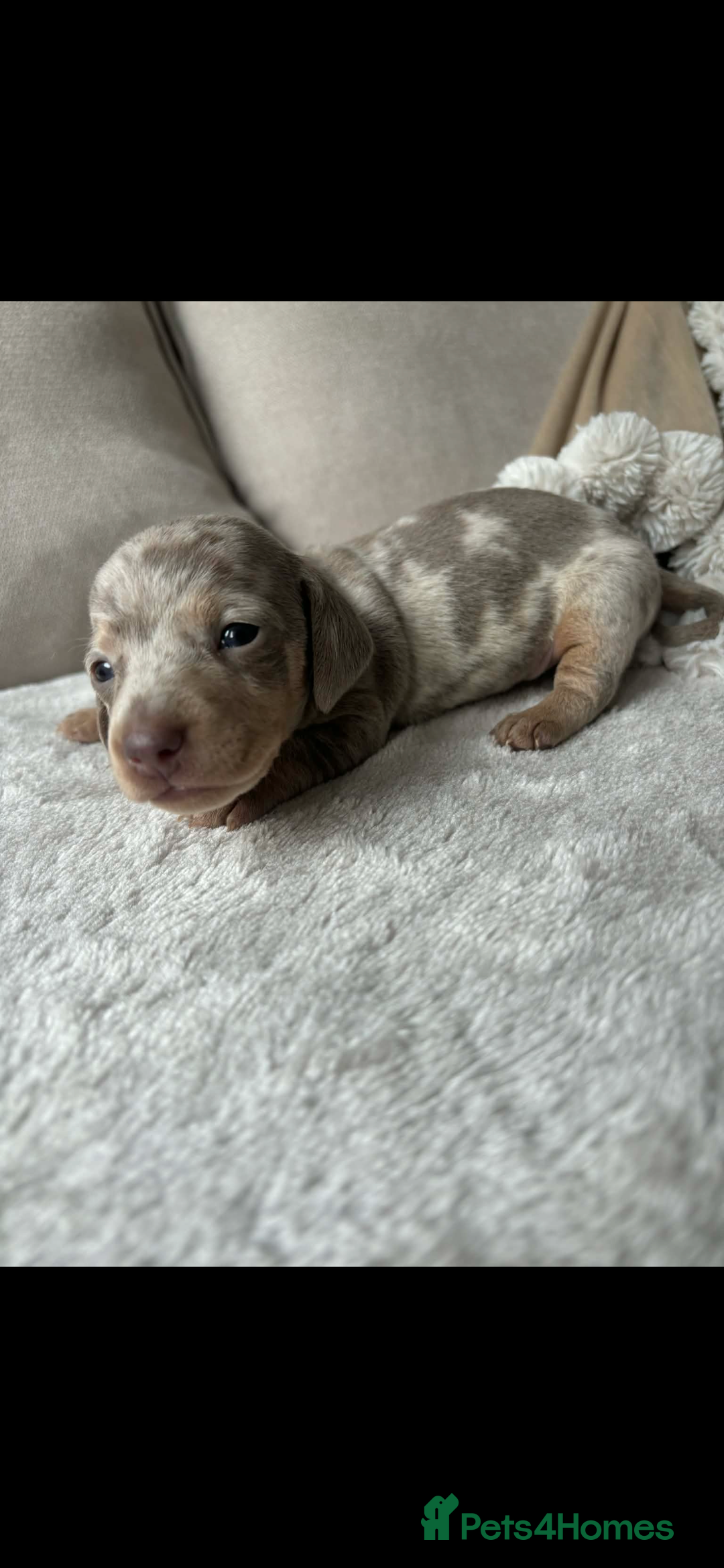 Miniature Dachshund dogs for sale: Beautiful litter of miniature dachshund  - Advert 6