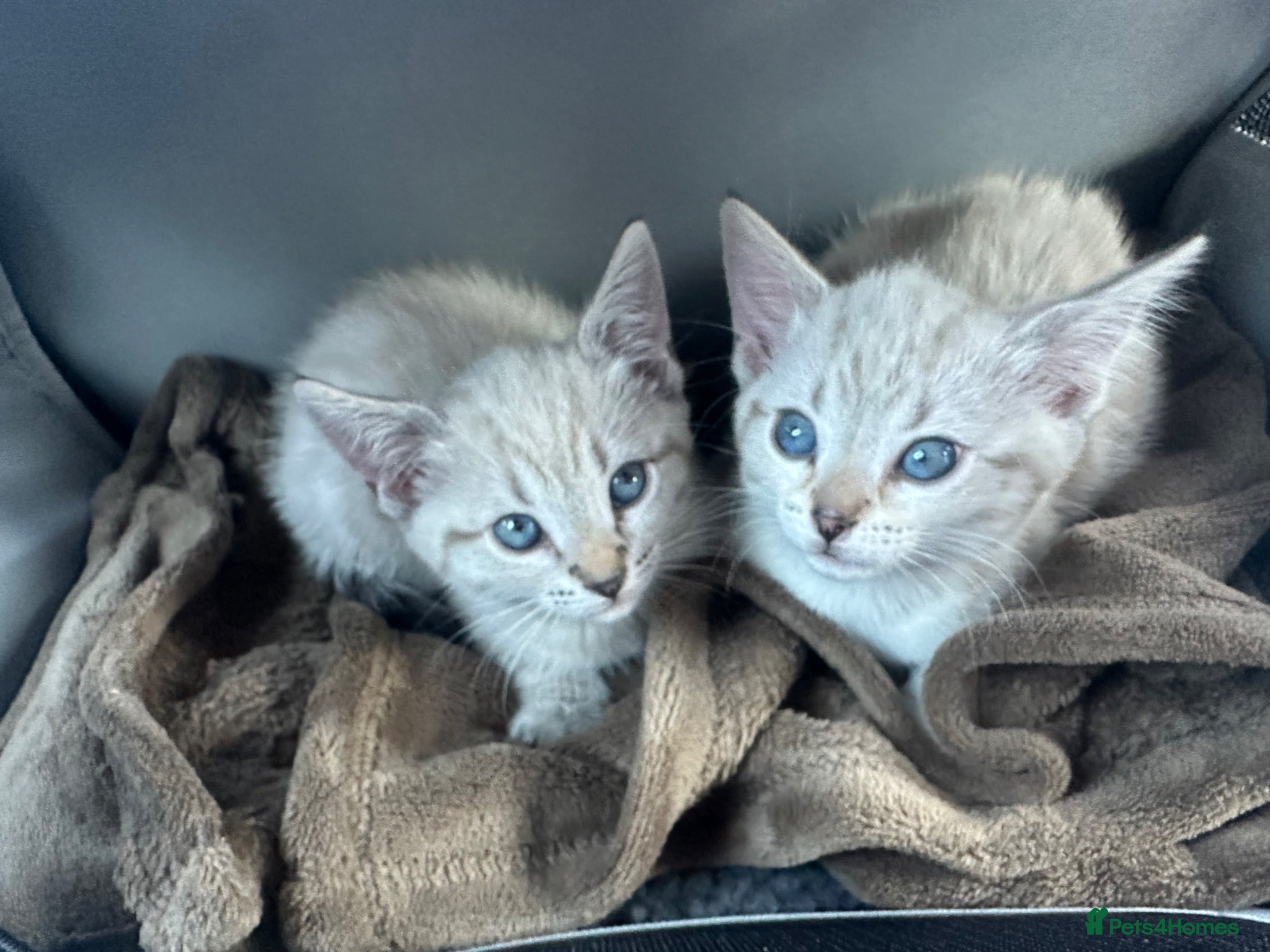 Bengal cats 2 x snow females  - Advert 6