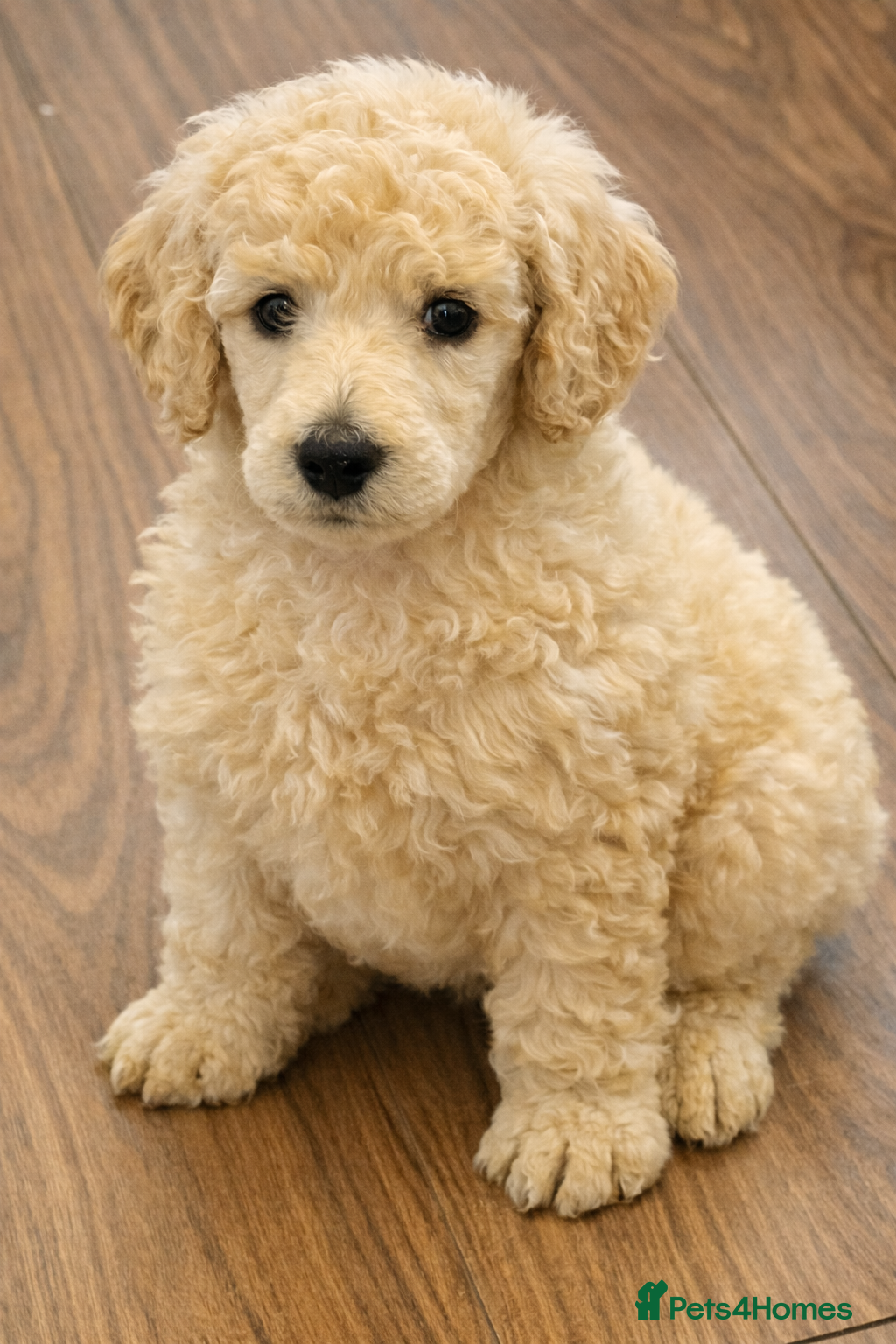 Standard Poodle dogs Cream male standard poodle puppies  - Advert 2