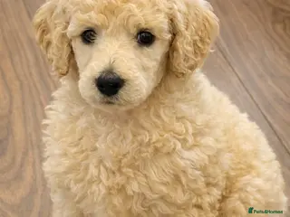 Standard Poodle dogs Cream male standard poodle puppies - Advert 2