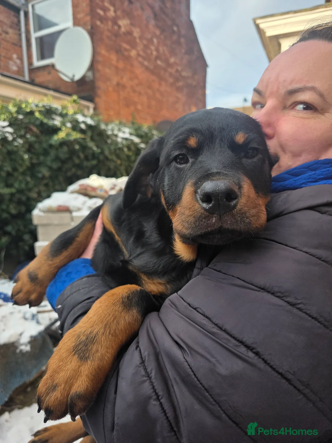 Rottweiler dogs for sale: Rottweiler puppies  - Advert 28