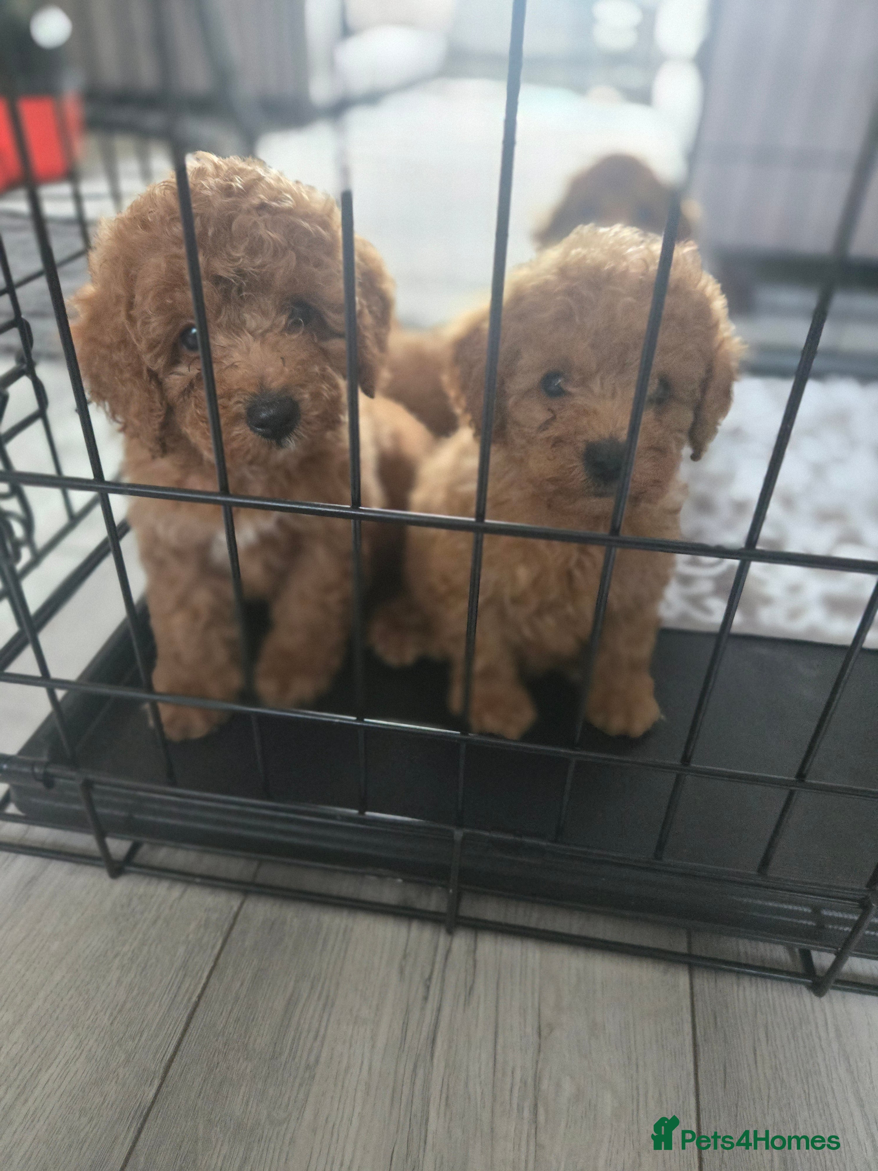 Toy Poodle dogs Toy poodles  - Advert 9