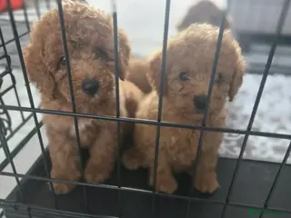 Toy Poodle dogs Toy poodles - Advert 9