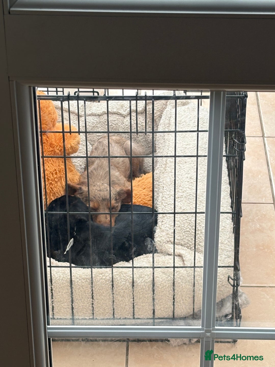 Mixed Breed dogs for sale: 2 lovely Daschund pups for sale. - Image 7