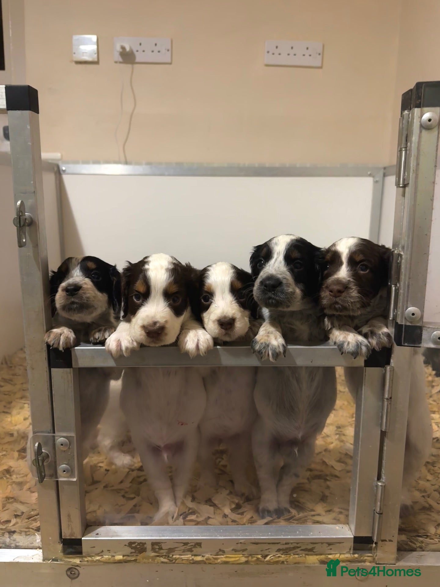 Cocker Spaniel dogs DNA Tested-Roan-FTW sired-Working  - Advert 1