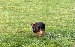 German Shepherd dogs for sale: 25 years experience breeding German Shepherds  - Image 12