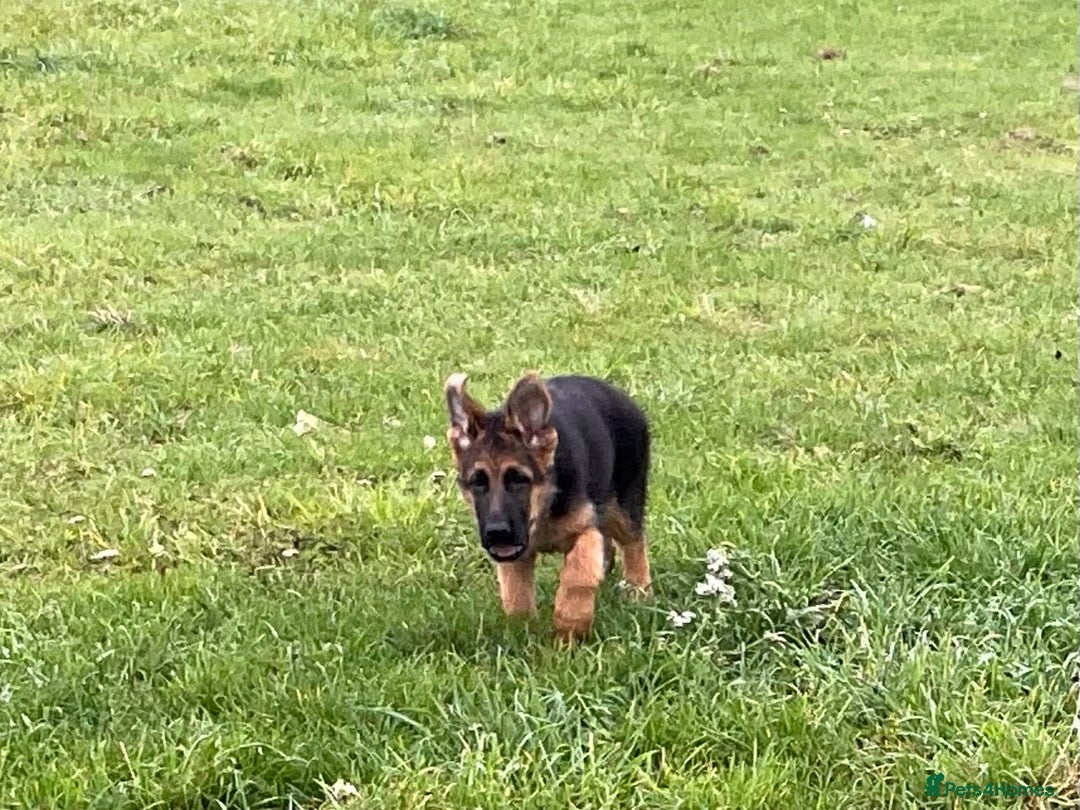 German Shepherd dogs for sale: 25 years experience breeding German Shepherds  - Image 12