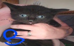 Mixed Breed cats for sale: 4 Beautiful Kittens **2 Black & White Boys Left** - Image 10