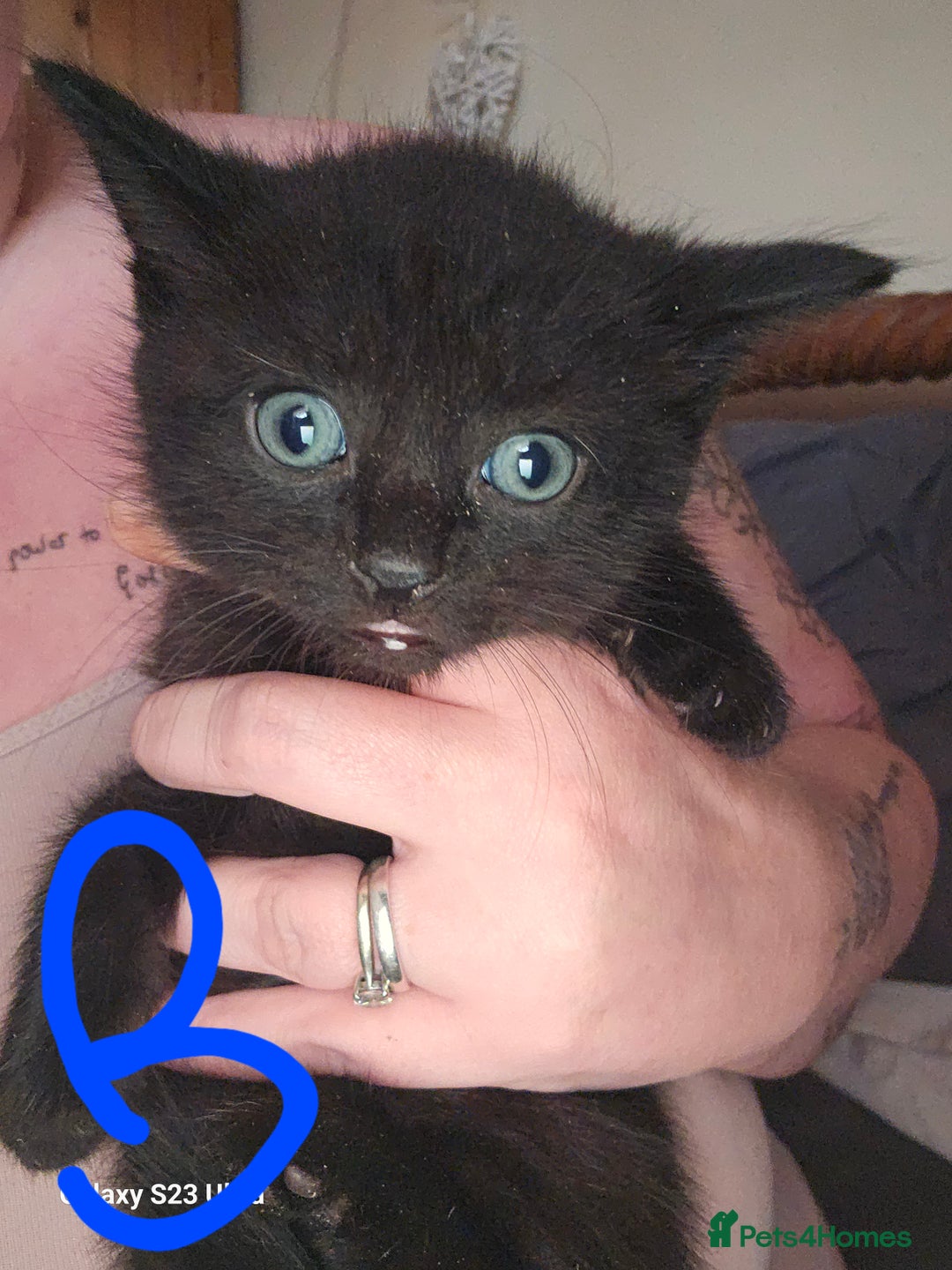 Mixed Breed cats for sale: 4 Beautiful Kittens **2 Black & White Boys Left** - Image 10