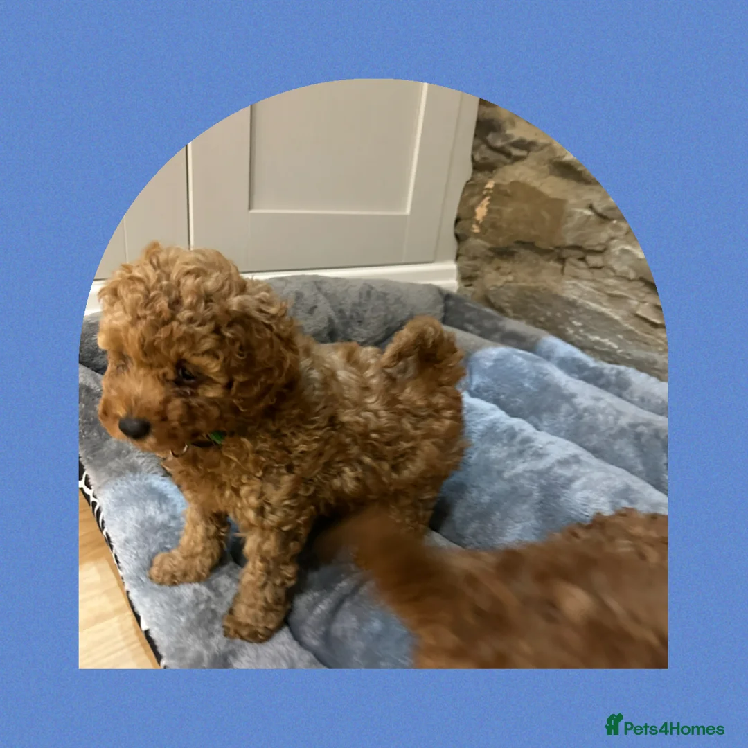 Toy Poodle dogs for sale: KC red toy poodle boy health tested parents  - Advert 4