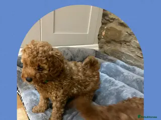 Toy Poodle dogs KC red toy poodle boy health tested parents - Advert 5