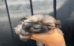 Shih Tzu dogs for sale: Standard size shihtzu pups  - Image 9