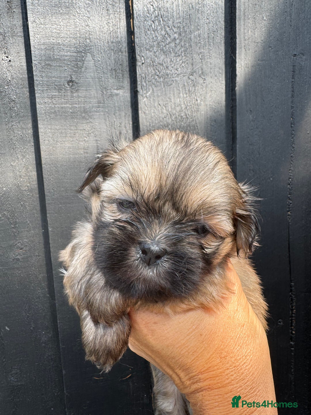 Shih Tzu dogs for sale: Standard size shihtzu pups  - Image 9