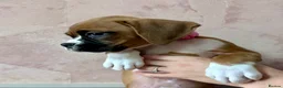 Boxer dogs for sale: 🐶 Stunning Champion Boxer Puppies 🐶 - Advert 9