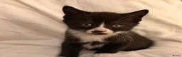 Mixed Breed cats for sale: Gorgeous Bundles of Fun - Advert 13