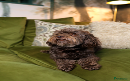 Mixed Breed dogs for sale: Adorable Schnoodle puppies  - Image 14