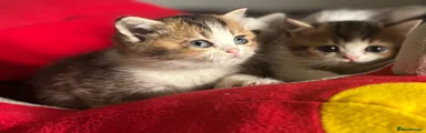 Munchkin Kitten 2