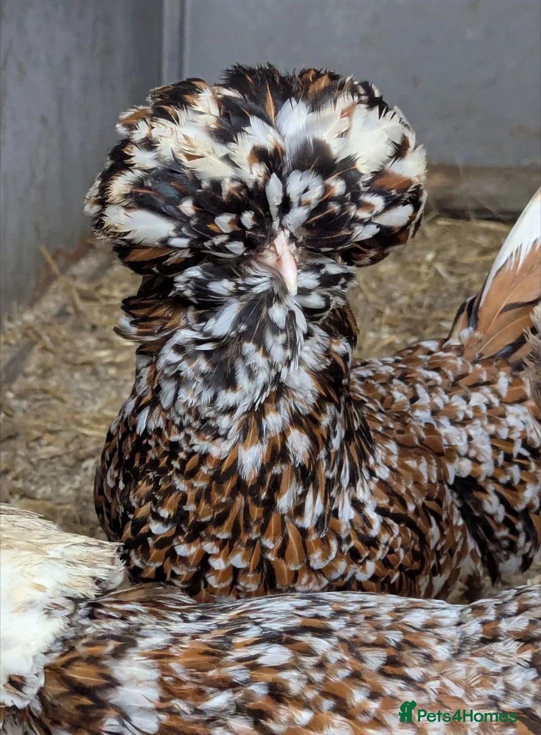 Chickens poultry for sale: Tolbunt Polish Large Fowl Hatching Eggs  - Advert 2