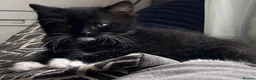 British Shorthair cats for sale: Kittens for sale - Advert 5