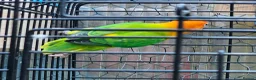 Cockatiels birds for sale: Mr mriss - Advert 16