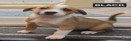 Mixed Breed dogs for sale:  READY TO GO BORDER COLLIE and STAFF CROSS PUPPIES - Advert 7