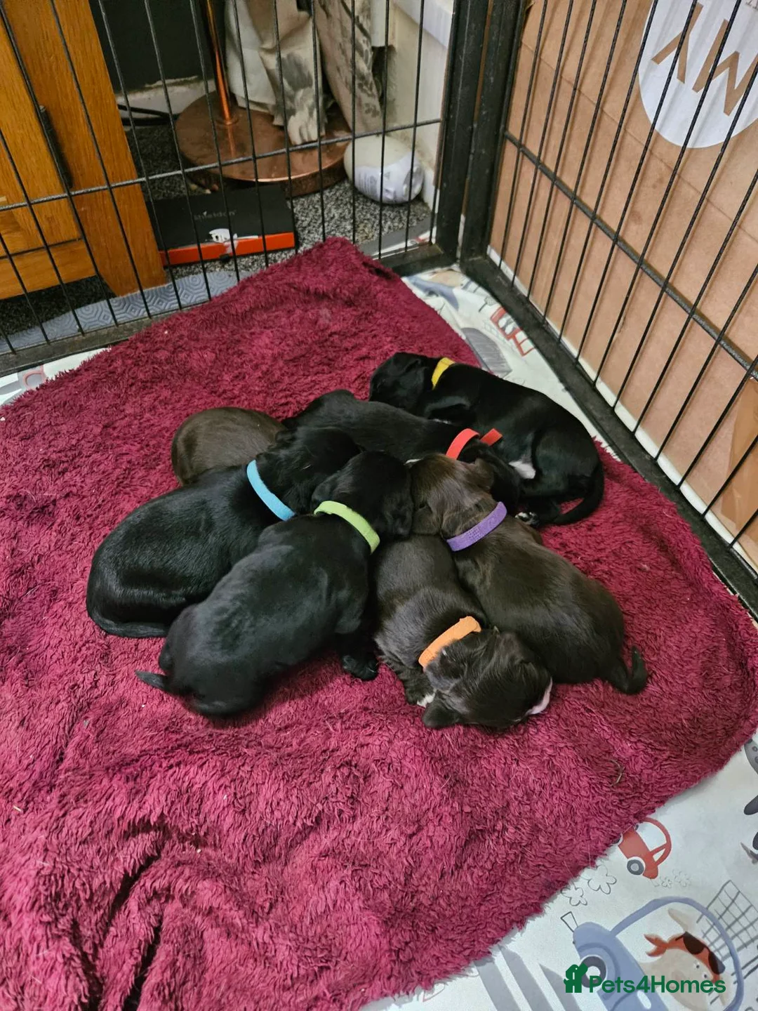 Cocker Spaniel dogs for stud: Working Cocker Spaniel available for Stud  in Chelmsford - Advert 32