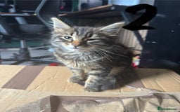 British Longhair cats for sale: 3 kittens ready for forever homes  - Image 12