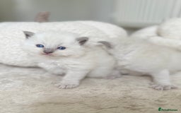 Ragdoll cats for sale: BLUE POINT RAGDOLL KITTENS - Image 8
