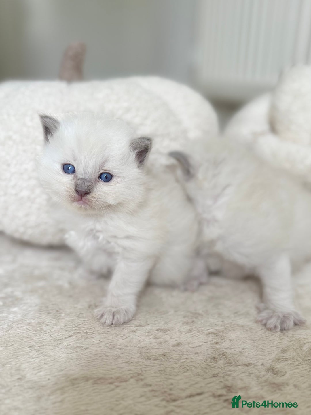 Ragdoll cats for sale: BLUE POINT RAGDOLL KITTENS - Image 8