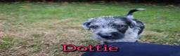 Mixed Breed dogs for sale: Loving Parsons Russell Cross Puppies  - Advert 17