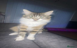 Mixed Breed cats for sale: Beautiful kittens 3 girls 1 boy  - Image 26