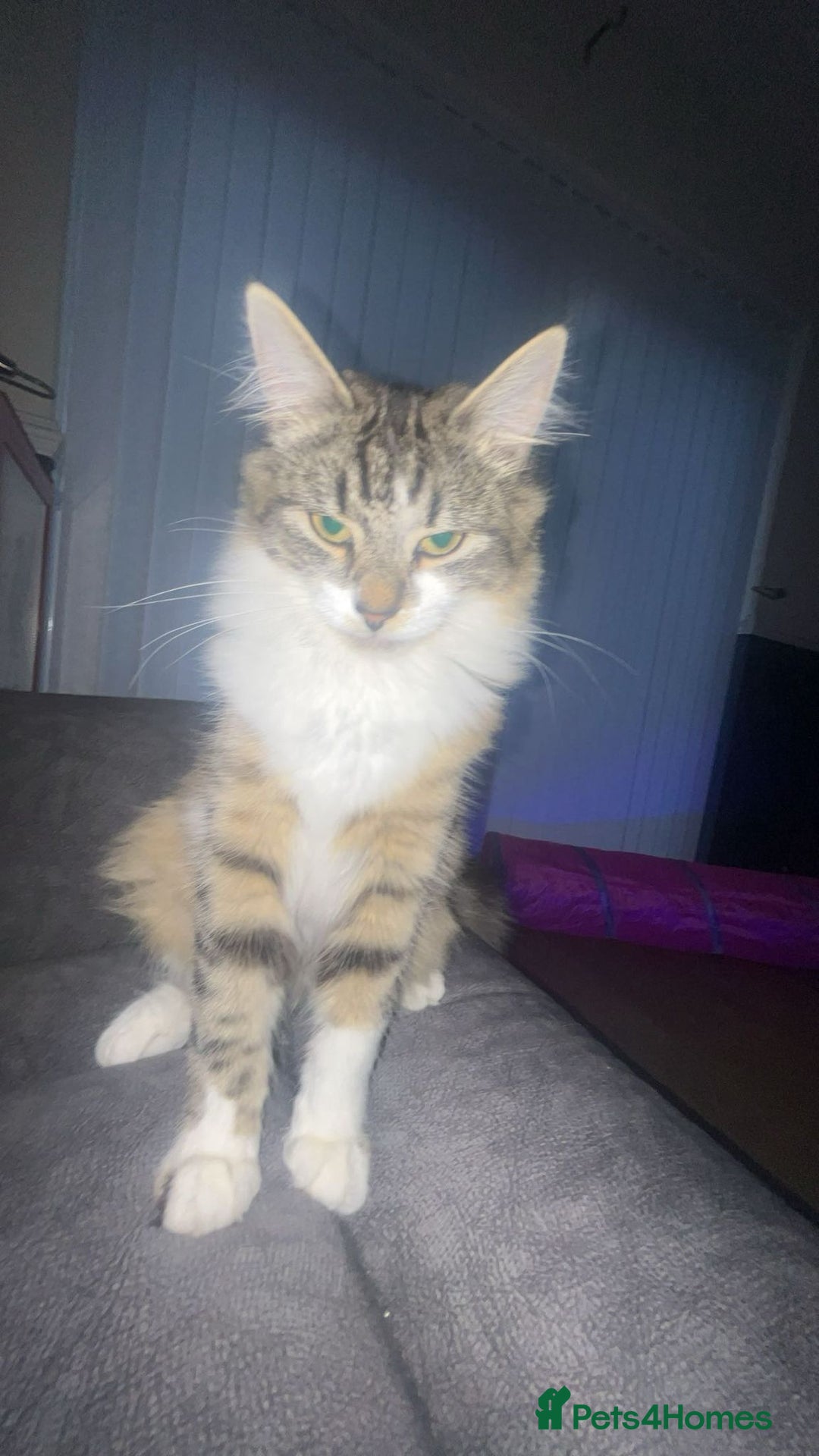 Mixed Breed cats for sale: Beautiful kittens 3 girls 1 boy  - Image 26