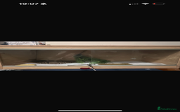 Python Snake reptiles for sale: Ball python, habitat and accessories  - Image 3