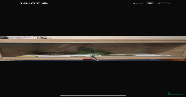 Python Snake reptiles - Advert 4