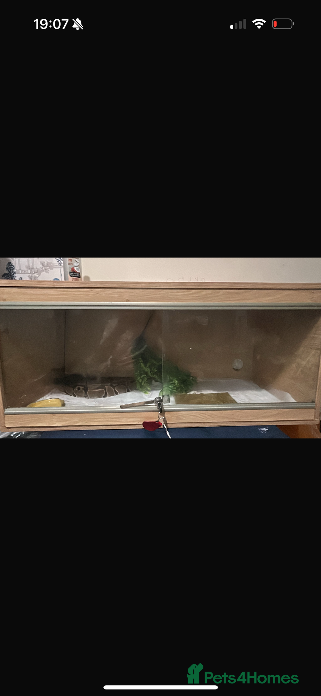 Python Snake reptiles for sale: Ball python, habitat and accessories  - Image 3
