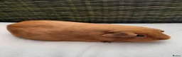 Guinea Pig rodents for sale: Guinea pig females - Advert 5