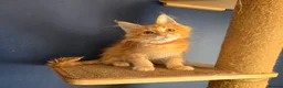 Maine Coon cats for sale: Tica MaineCoon  - Advert 12