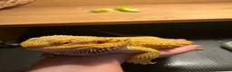 Bearded Dragon reptiles for sale: male bearded dragon + cage and accessories  in Brechin - Advert 3