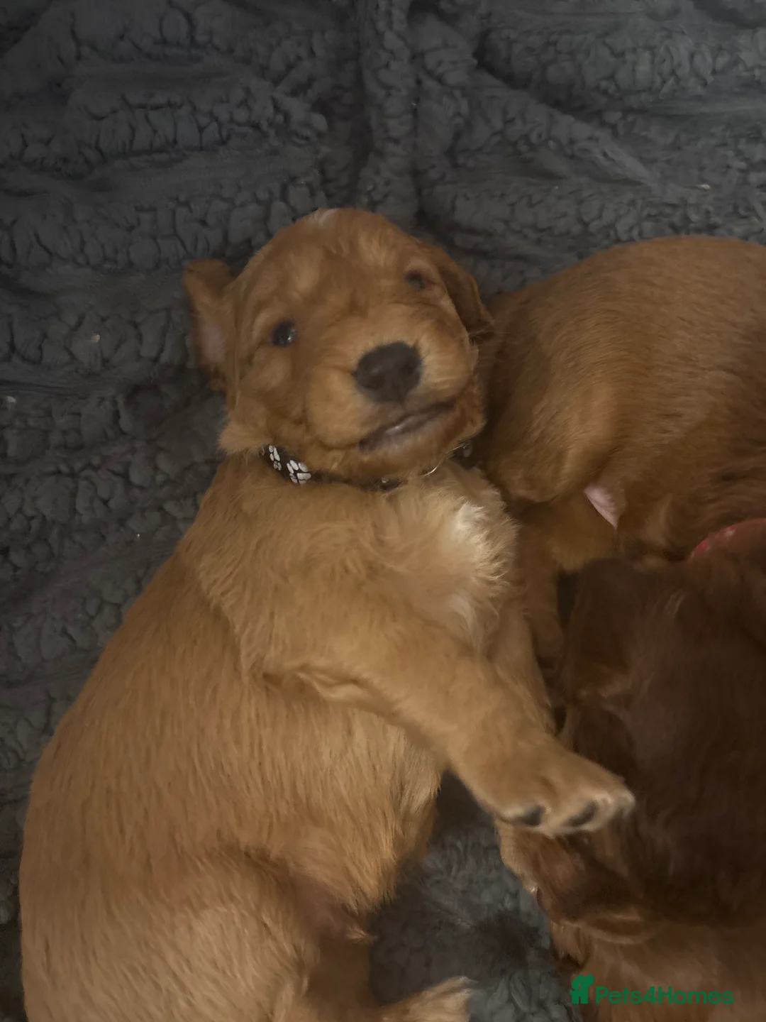 Cockapoo dogs for sale: 8 beautiful cockapoo puppies  - Advert 20