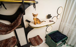 Abyssinian cats for sale:  Champions  Line Romeo-TICA reg. Abyssinian Beauty - Image 14