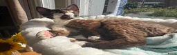 Devon Rex cats for stud: Chocolate Stud boy - Advert 2