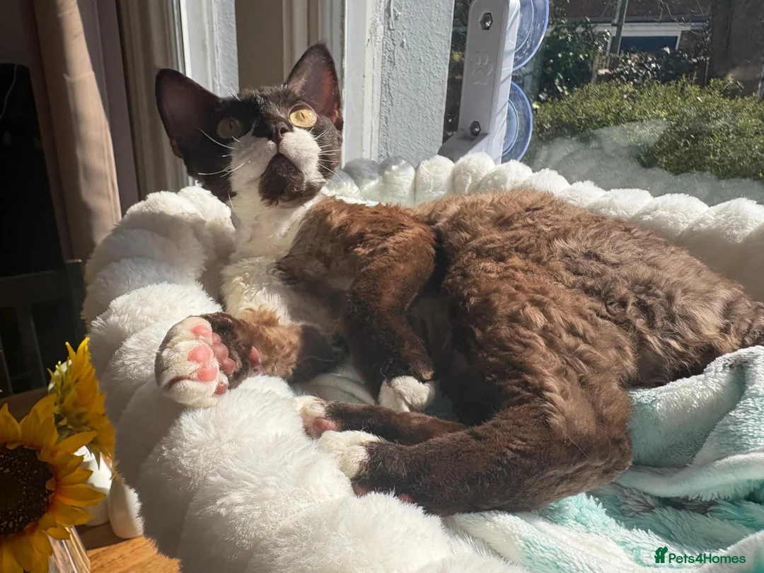 Devon Rex cats for stud: Chocolate Stud boy - Advert 2