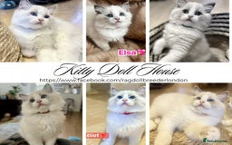 Ragdoll cats for sale: 💖Beautiful Ragdoll💖 Tica register  - Image 32