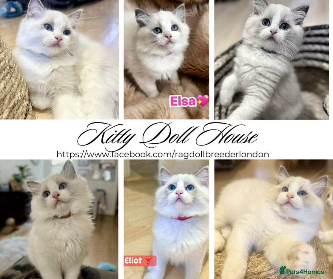 Ragdoll cats for sale: 💖Beautiful Ragdoll💖 Tica register  - Image 32