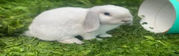 Mini Lop rabbits for sale: White Mini Lop needs loving home. FREE ROAM.  - Advert 6