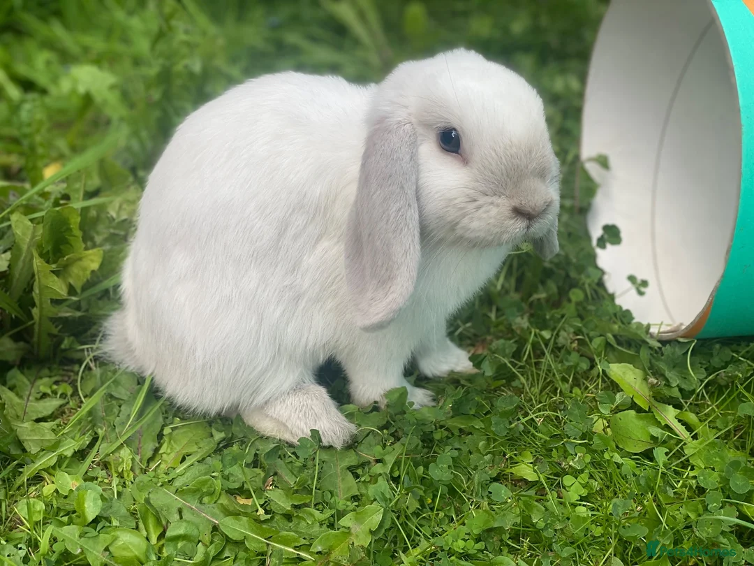 Mini Lop rabbits for sale: White Mini Lop needs loving home. FREE ROAM.  - Advert 6