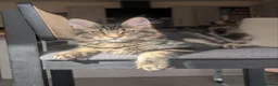 Maine Coon cats for sale: Maine coons 4 girls 3 boys  in Oswestry - Advert 8