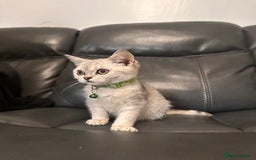 British Shorthair cats for sale: British Shorthair kittens Tica  - Image 9