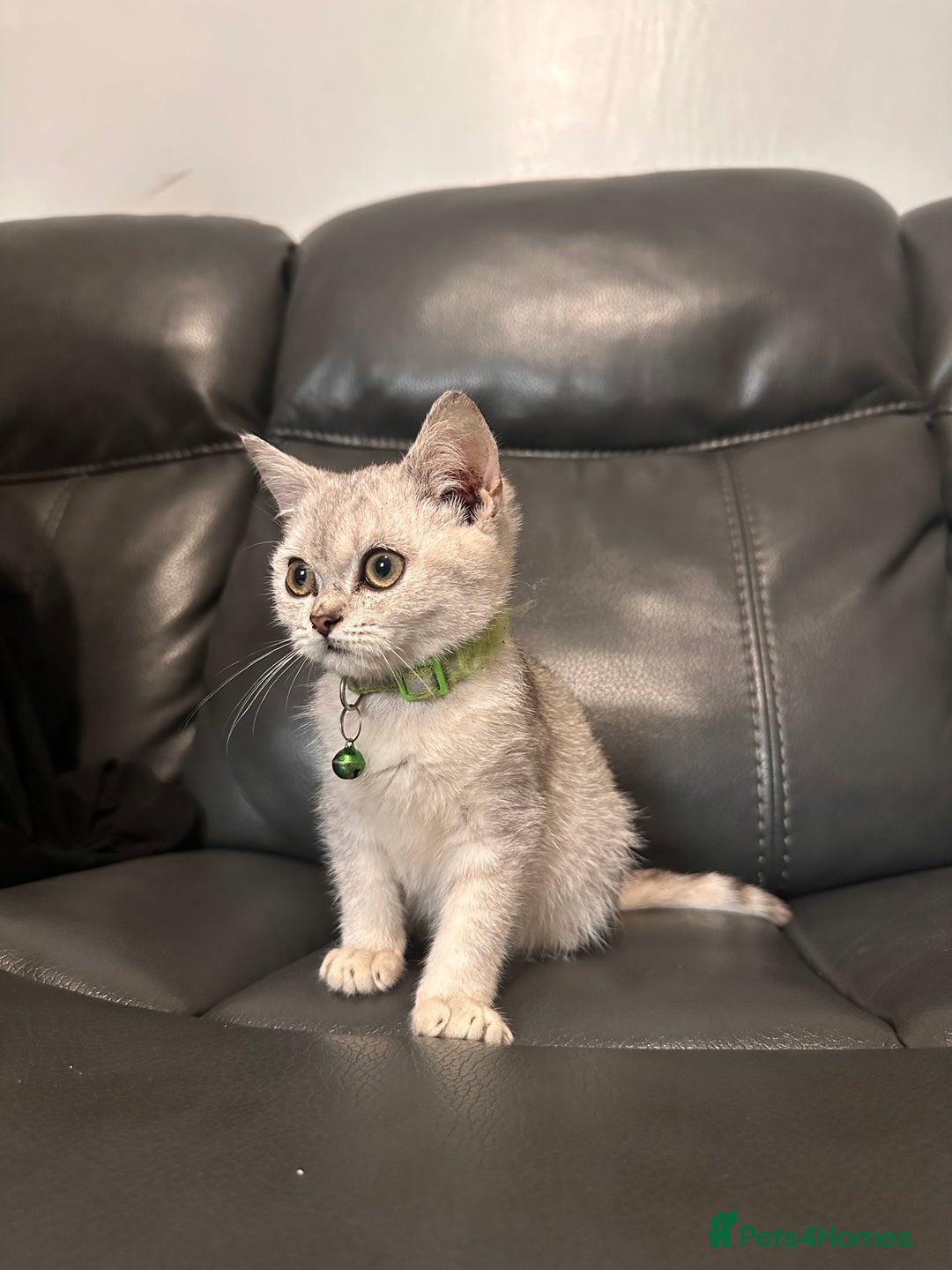 British Shorthair cats for sale: British Shorthair kittens Tica  - Image 9